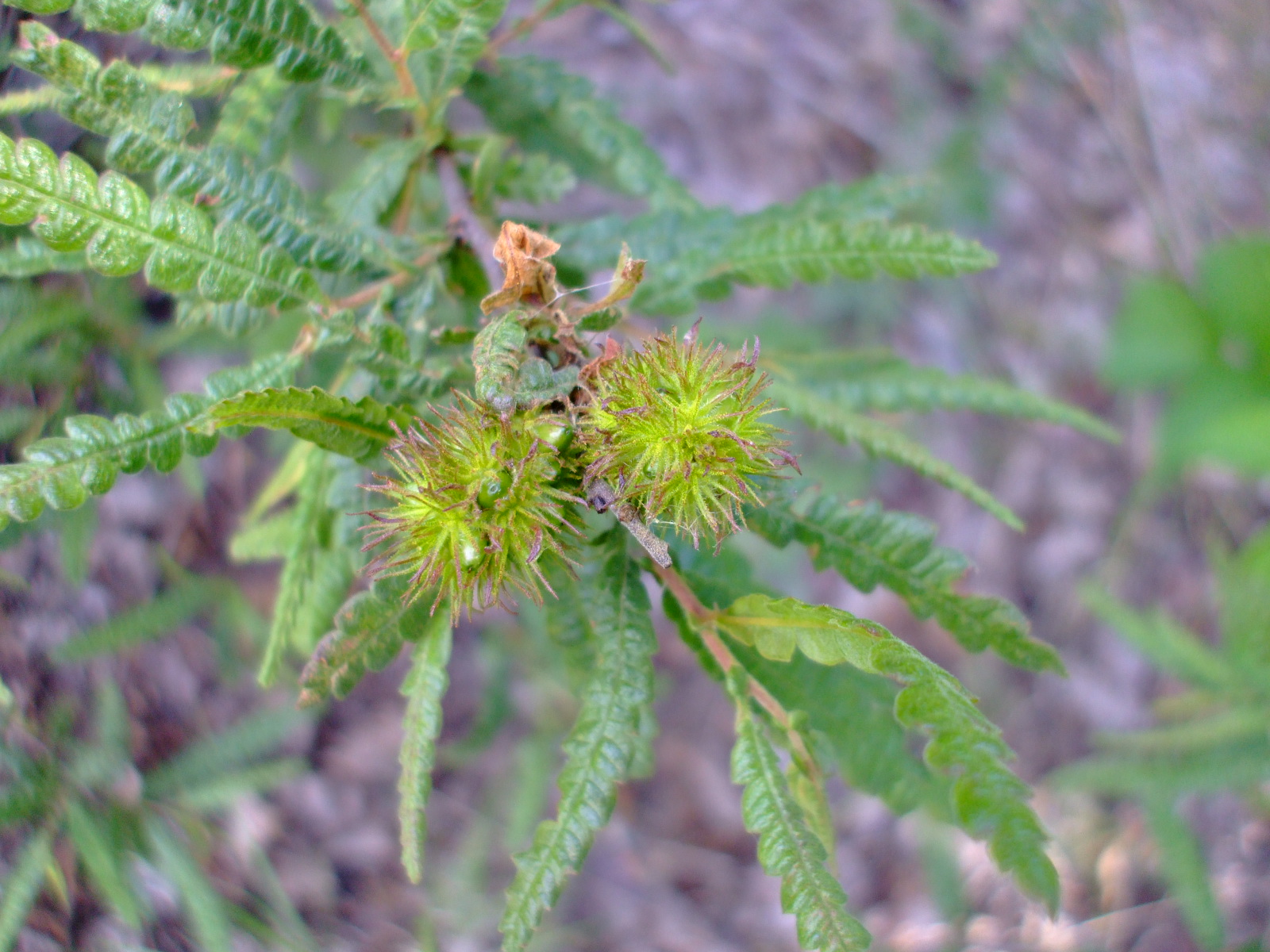 Comptonia peregrina